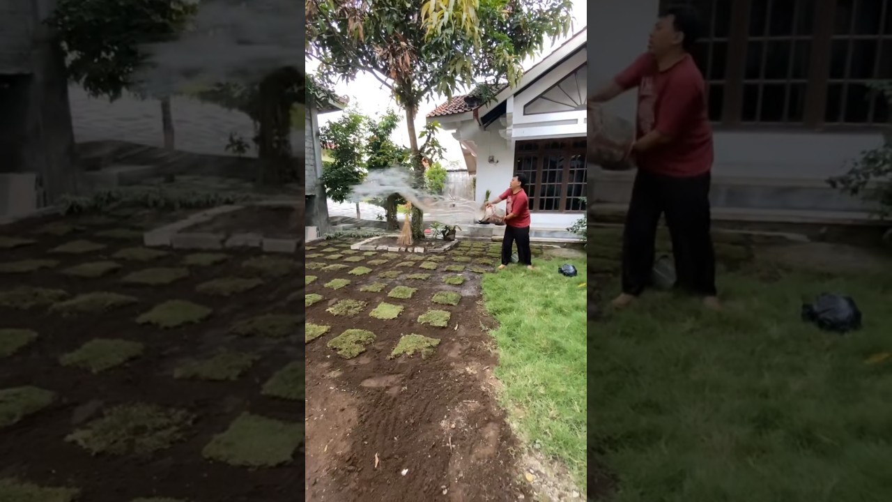 cara menanam rumput jepang di halaman rumahku 🏡#rikaajostore #minivlog #relaxing #gardening