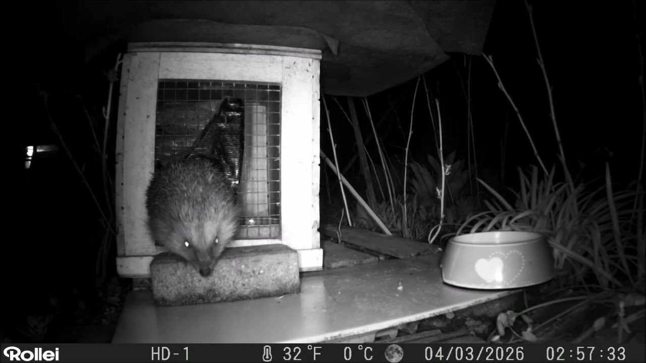 Igel  am 4. März 2026 ab Mitternacht bis morgens