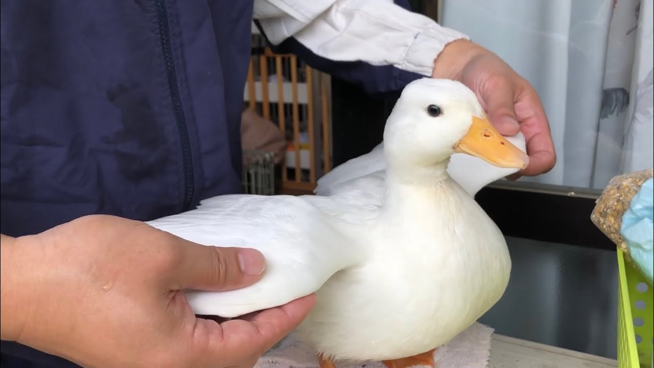コールダックのボディウォッシュ&マッサージ