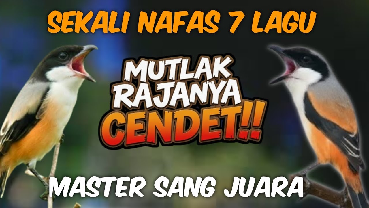 Ini baru keren abiz ! MASTERAN CENDET FULL ISIAN TEMBAKAN MEWAH sekali nafas 7 materi