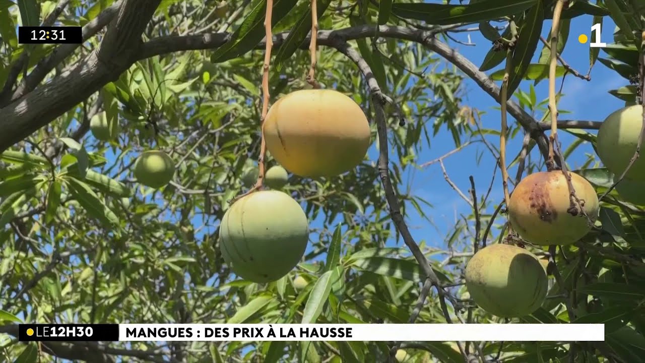 La saison des mangues est mitigée, les prix grimpent sur les étals des marchés.