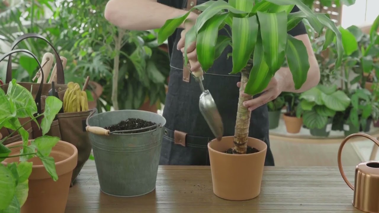 Как выращивать и ухаживать за драценой (Dracaena)