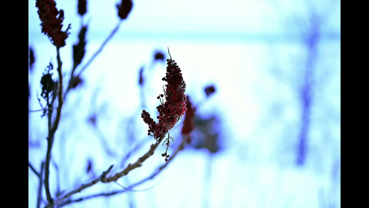 Lange Reis (Long Journey)