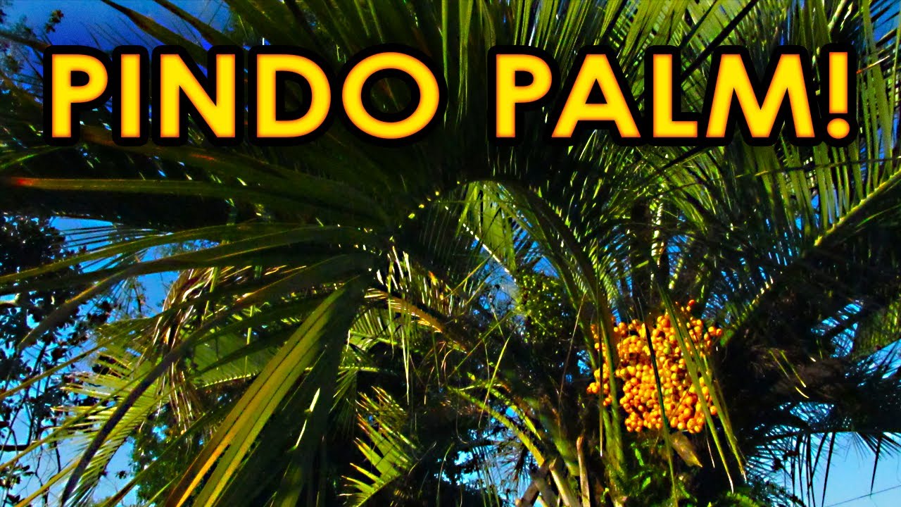 The Amazing Pindo Palm!