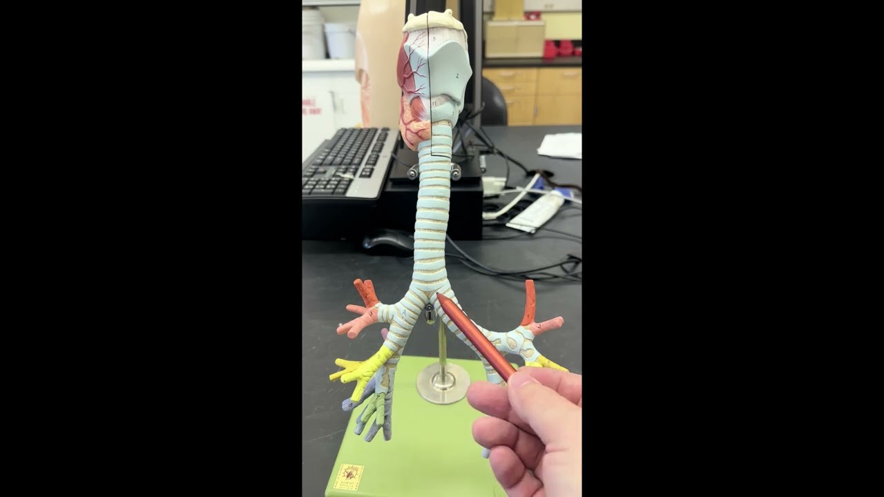 The Trachea (2026)
