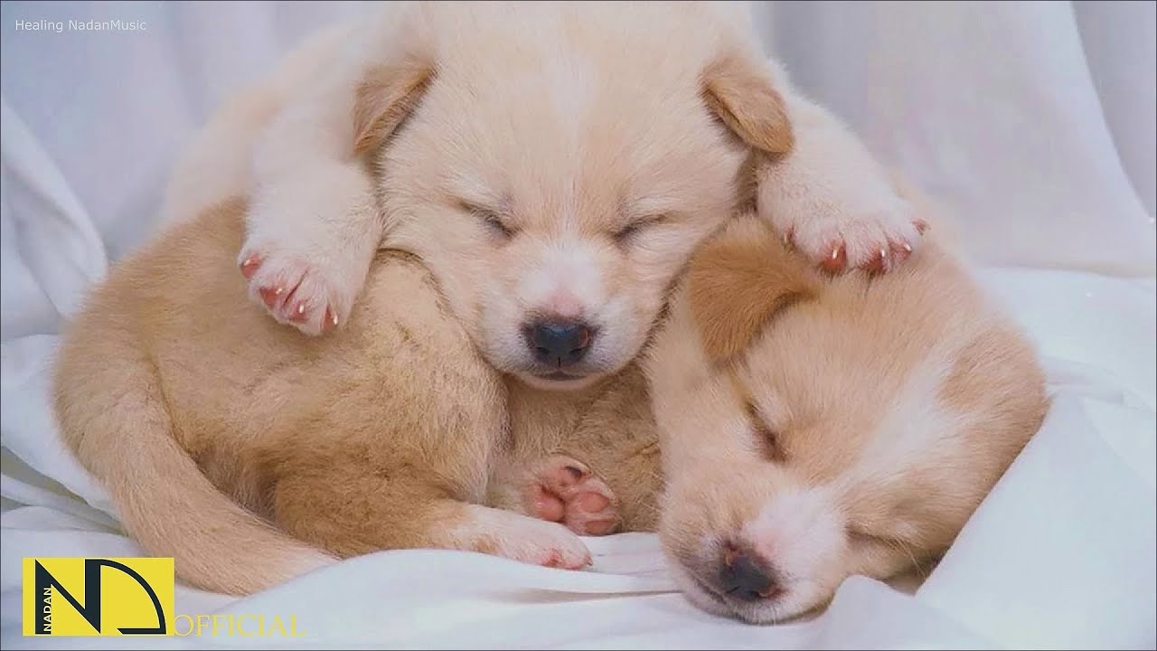 20 часов любимой музыки собак🐶💖Музыка для сна собак 🐶🎵 Музыка для снятия беспокойства при разлуке🎵