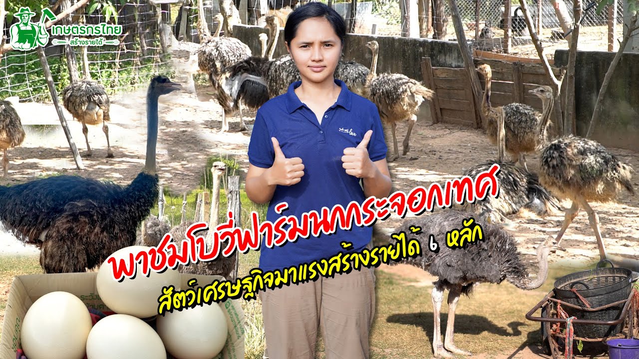 พาชมโบวี่ฟาร์มนกกระจอกเทศ สัตว์เศรษฐกิจมาแรงสร้างรายได้ 6 หลัก l  ชมสวนเกษตรกรไทย Ep194