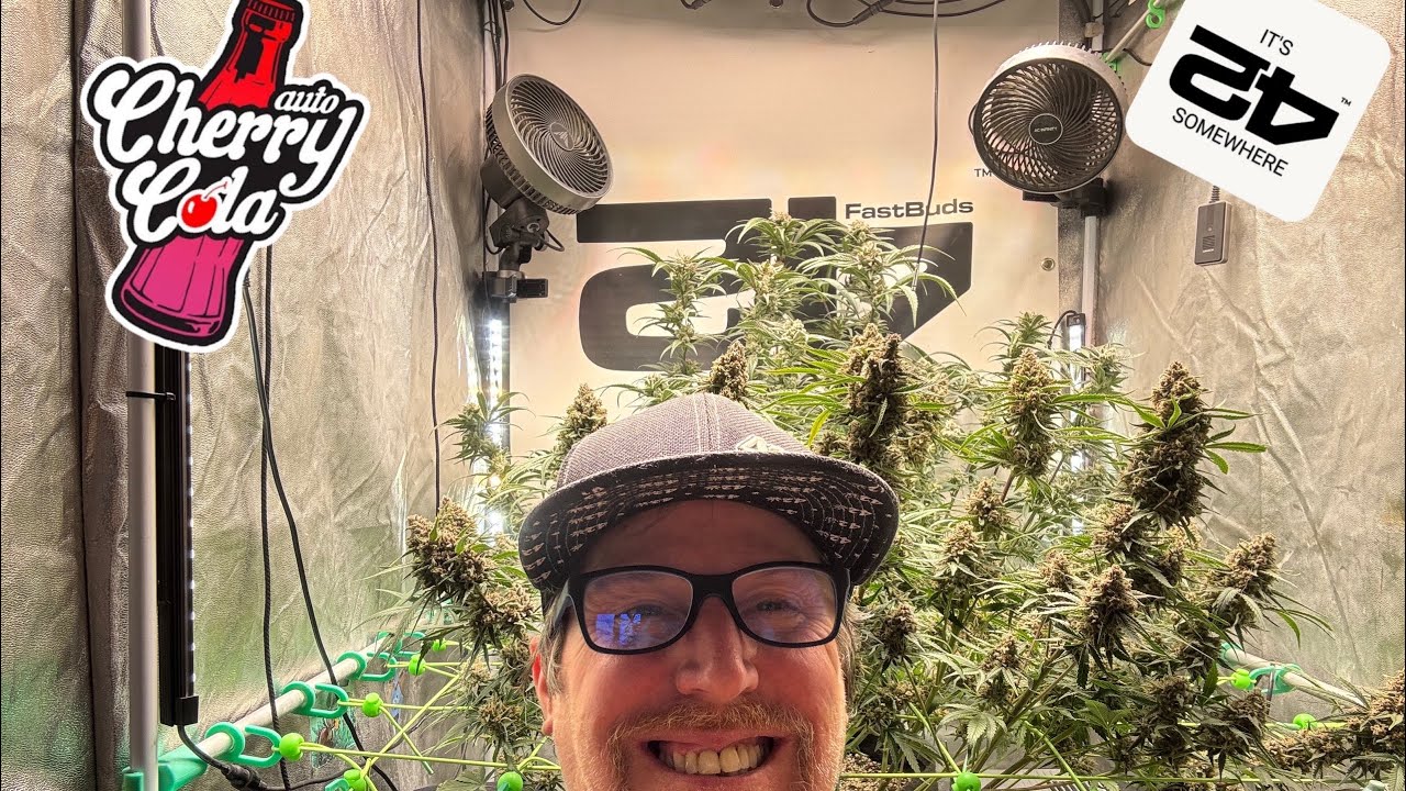 Fast Buds Cherry Cola neue Lampe Hortispectra QBLE 300 