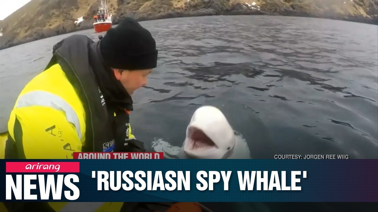 Norway finds beluga whale believed to have been trained by Russian Navy