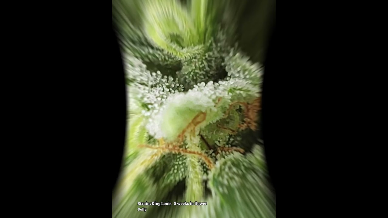 King Louis Strain Outdoor Cannabis Grow 5 weeks in flower