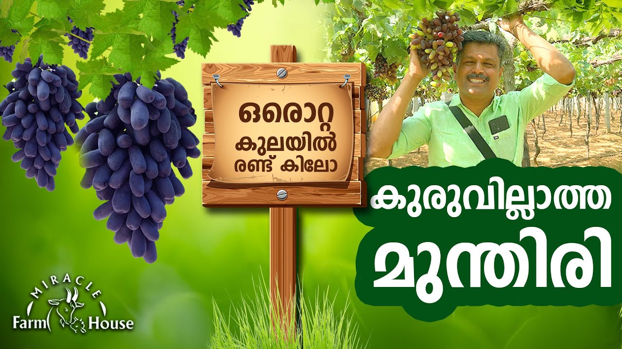 കുരുവില്ലാത്ത മുന്തിരി 🍇 ഒരു കുലയിൽ 2 കിലോ😯 തൈകൾ വിശ്വസിച്ച്  മേടിക്കാം MOB: 9048505848 ,grapes 🍇