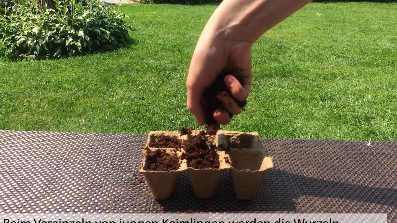 Bonsai Pflanzanleitung für Rotahorn, Judasbaum und Schwarzkiefer