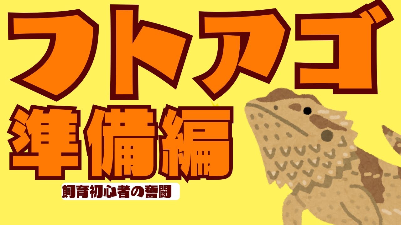 フトアゴ飼育初心者の準備ってこんな感じ！【フトアゴヒゲトカゲ準備編】
