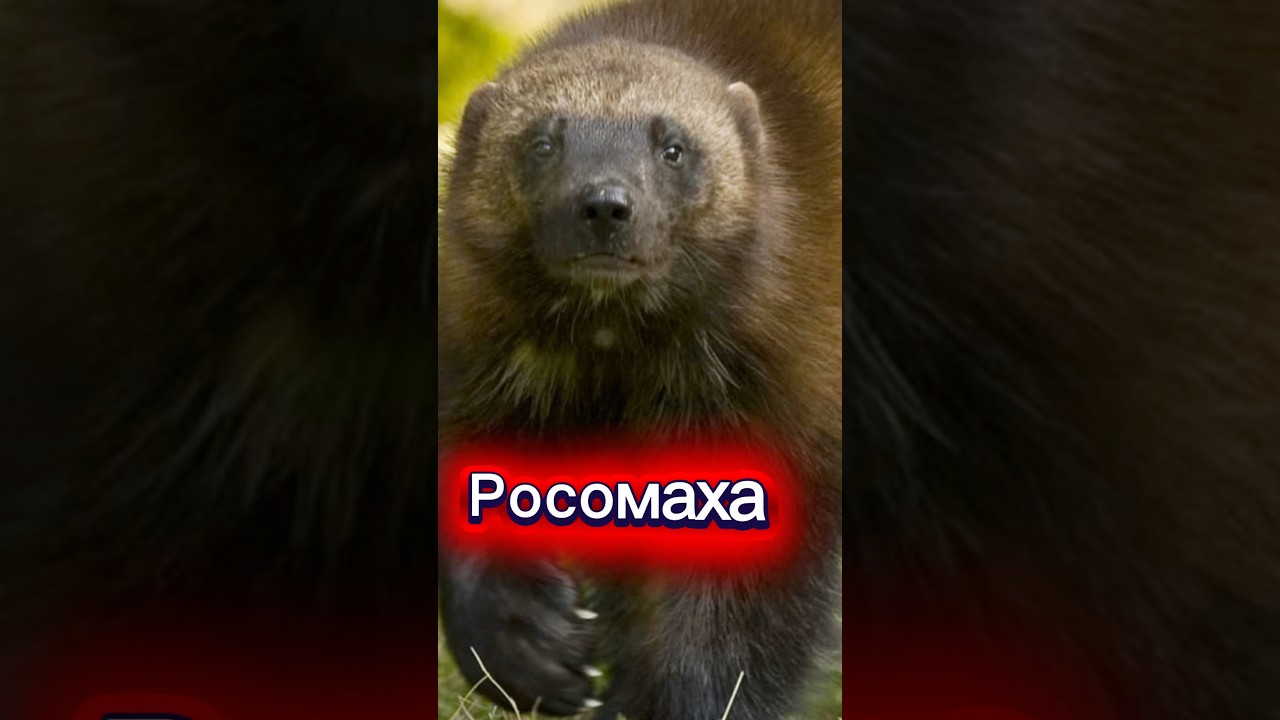 Самый упрямый и дерзкий хищник леса! #животные #рекомендации #animals #shorts