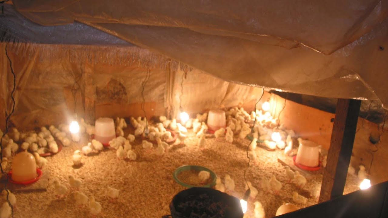 comment  réussir  le chauffage des poussins d'un jour (suite)