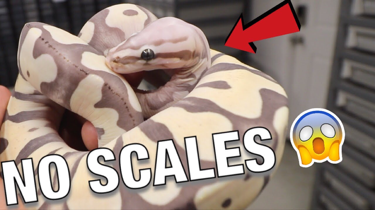 SCALELESS BALL PYTHONS AND SCALELESS HEAD PROJECTS