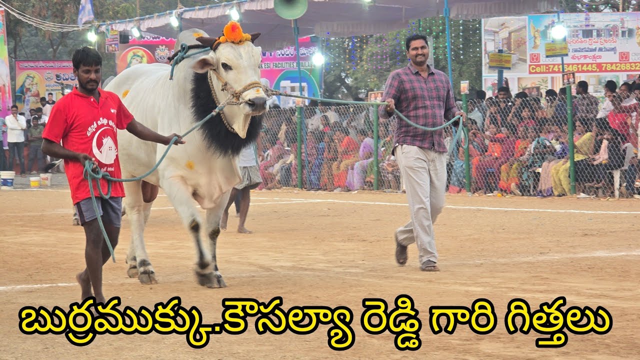 రెంటచింతల జూనియర్స్ 9జత. బుర్రముక్కు.కౌసల్యా రెడ్డి గారు. కుంచనపల్లి గ్రామం తాడేపల్లి మండలం