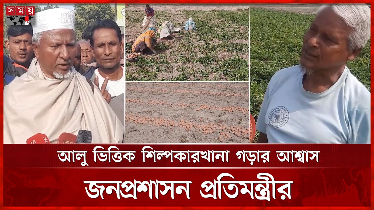 আলুর দামে ধস, বাম্পার ফলনেও হাসি নেই কৃষকের মুখে | Potato Harvesting | Joypurhat | Farmers | SomoyTV