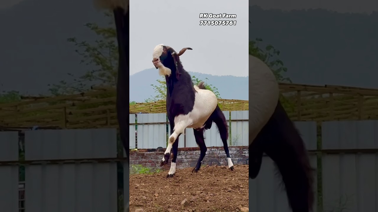 Hysham Bhai&rsquo;s (HS Farm) Biggest Khassi Goat at RK Goat Farm