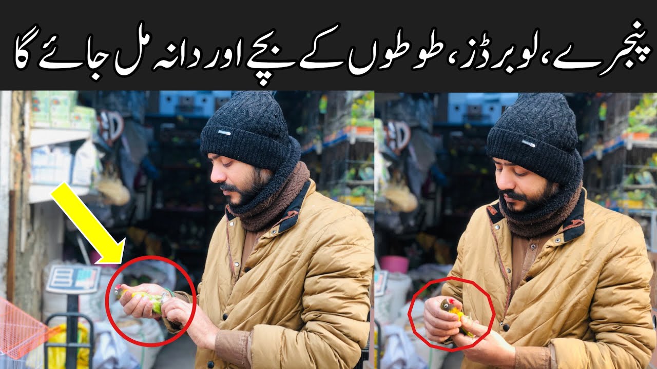 College Road Birds Market Rawalpindi | Birds Cages,Albino,Par blue love birds prices, Talking parrot