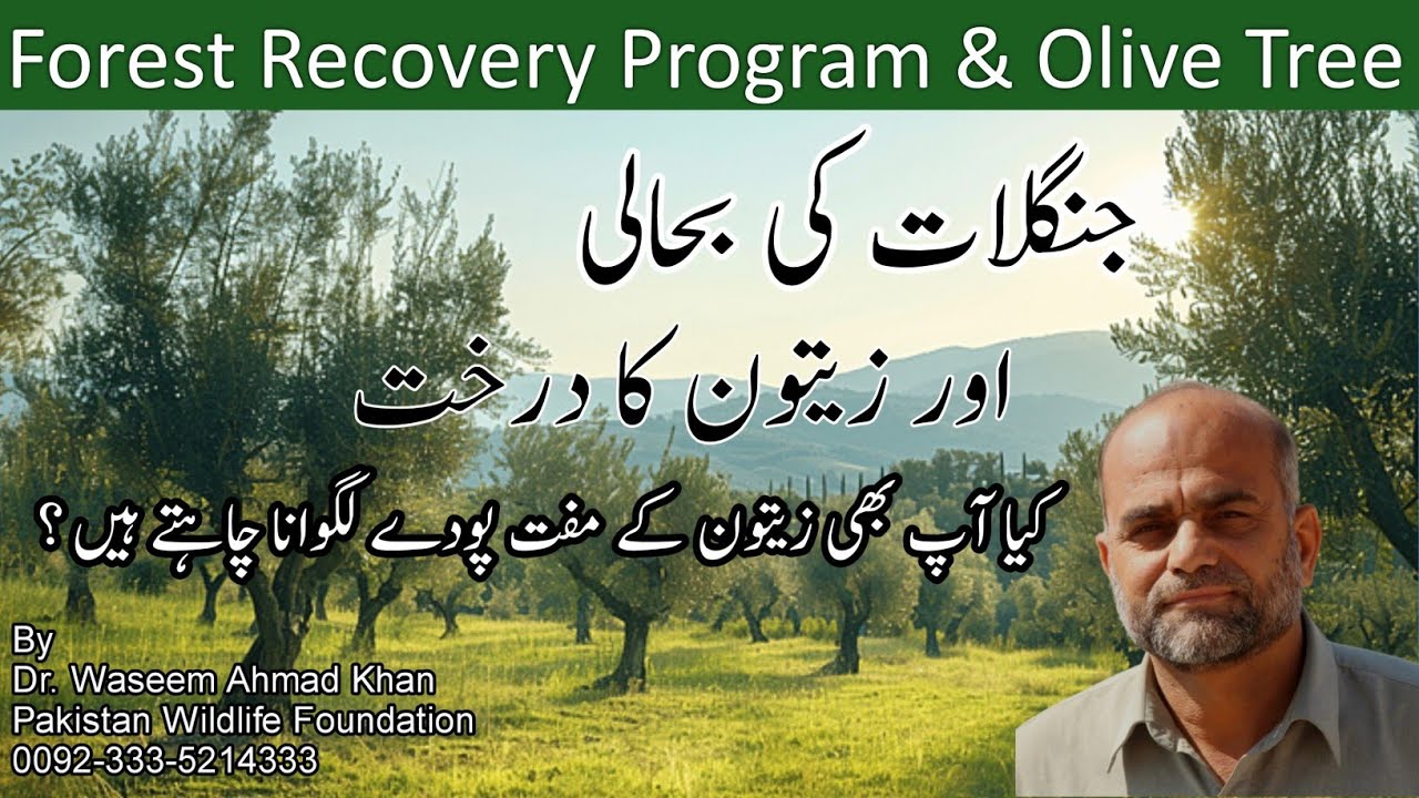 Forest Recovery Program And Olive Tree | Junglat Bahali Muhim Main Zaitoon Ka Kirdar