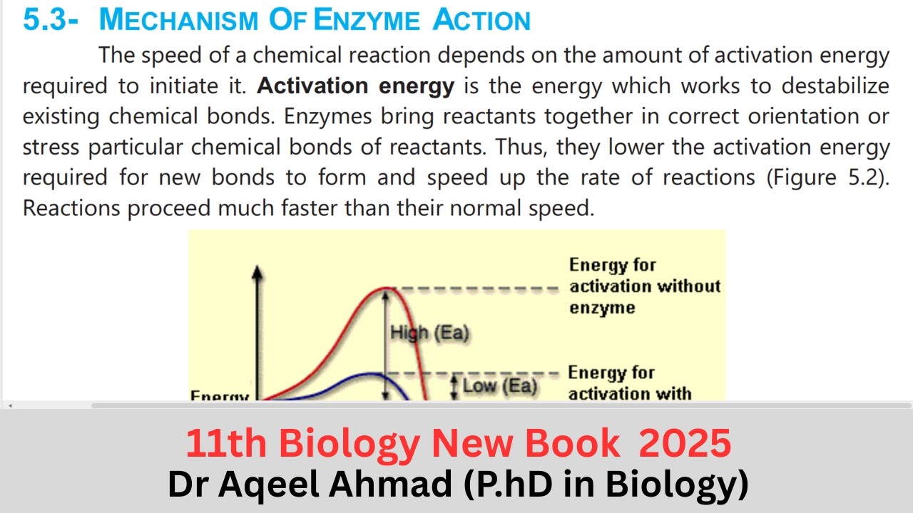 Mechanism of Enzyme Action | Class 11 Biology New Book | Chapter 5 Topic 5.3 | Lecture 3