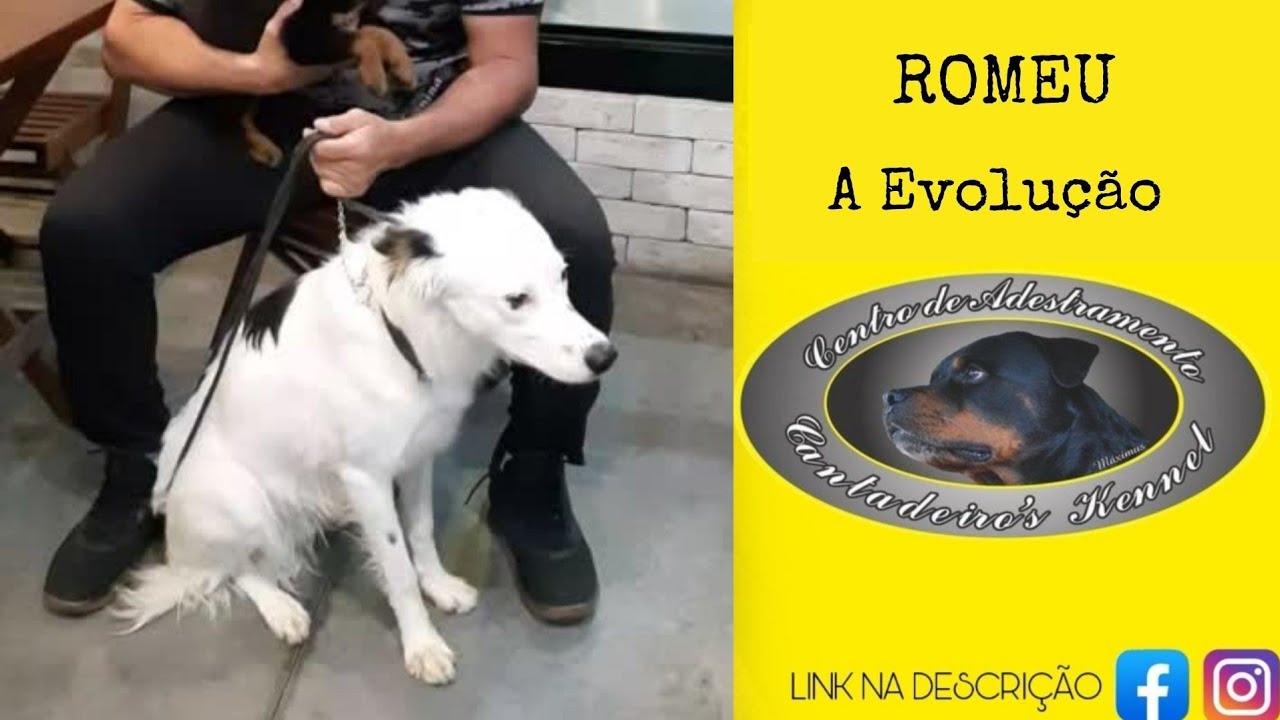 #9 Romeu - Border Collie - Evolução da Recuperação