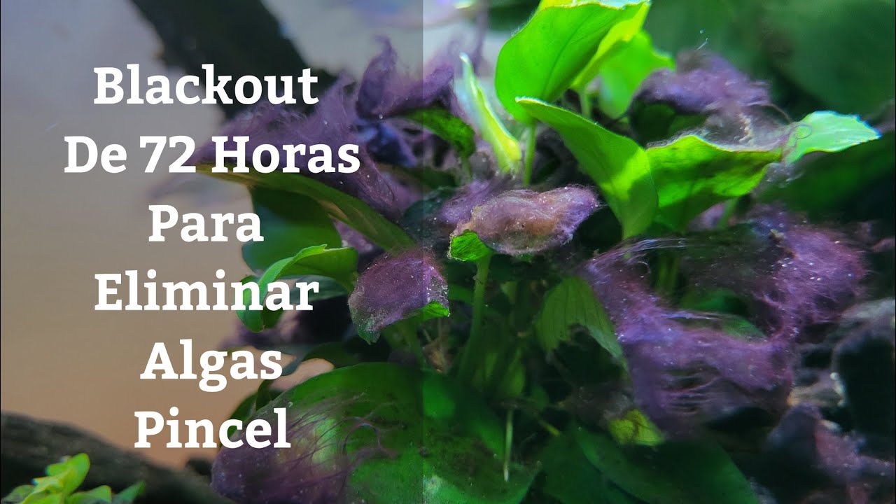 🔵 Método Blackout Para Eliminar Algas En El Acuario,Vamos Con Todo A Por El Alga Pincel (Acuarios MB