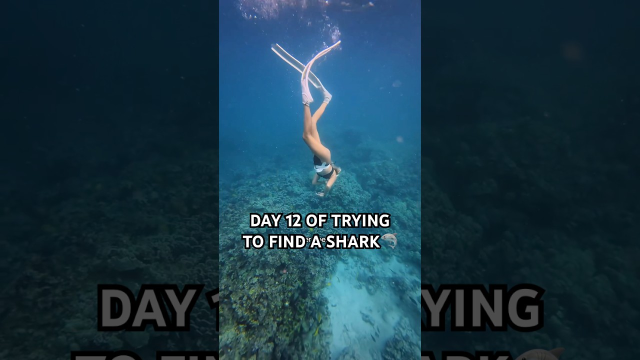 I&rsquo;m diving in Hawaii EVERY DAY until I find a shark 👀🦈