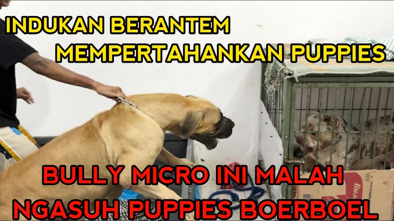 KONDISI PUPPIES PUPPIES DAN AKTIVITAS KAMAR BERSALIN JAMBI SUPERBULLS !!!