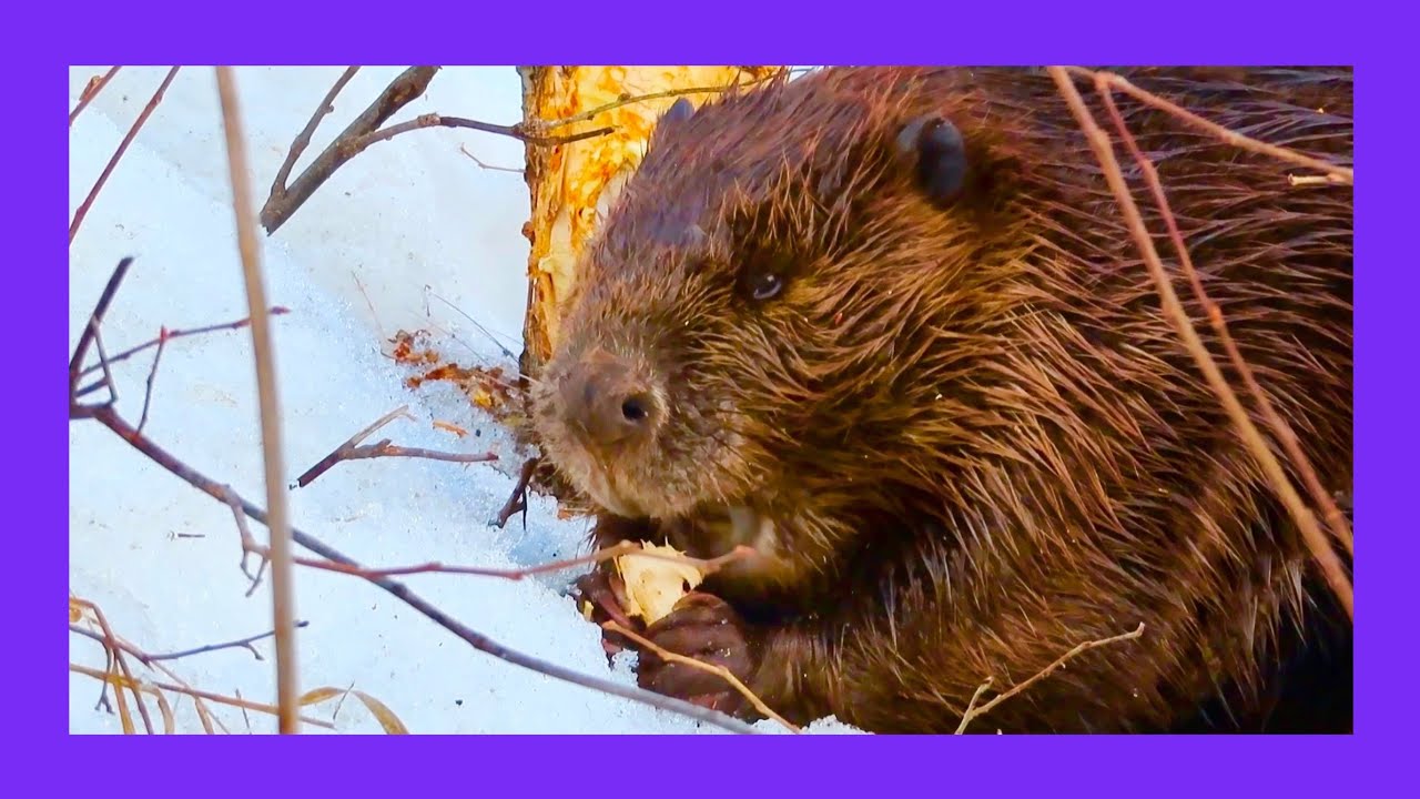 ChewBarka the Beaver Eating in the Snow