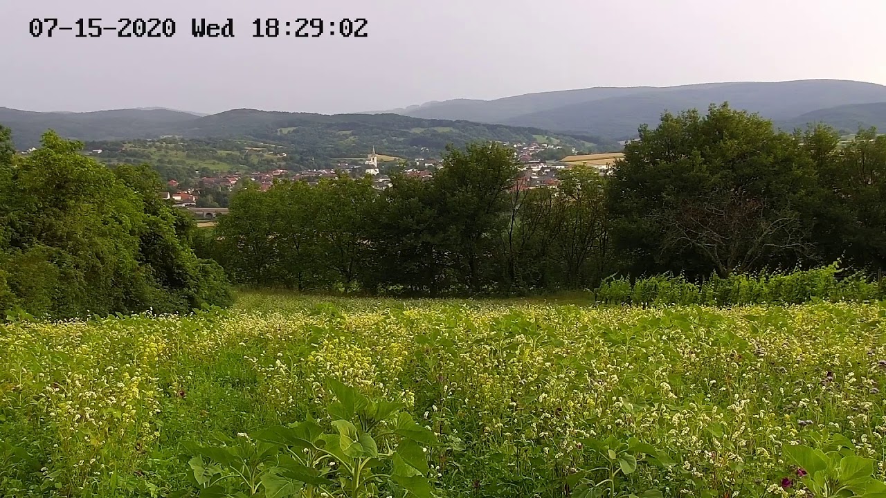 Livestream von Insektenweide