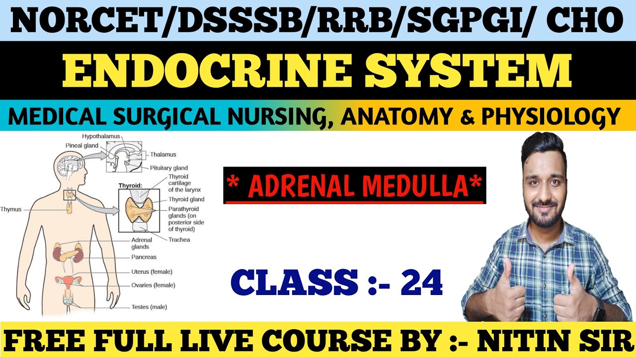 ENDOCRINE SYSTEM (Medical Surgical Nursing) CLASS 24/FREE LIVE COURSE 