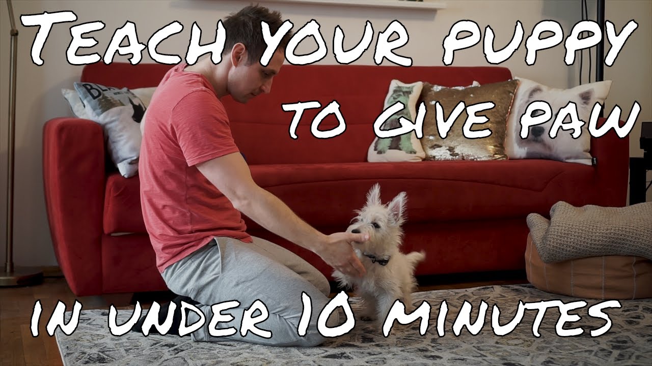 [PUPPY TRAINING] I just taught my westie puppy to give paw in under 10 minutes! | DWESTIE THE WESTIE