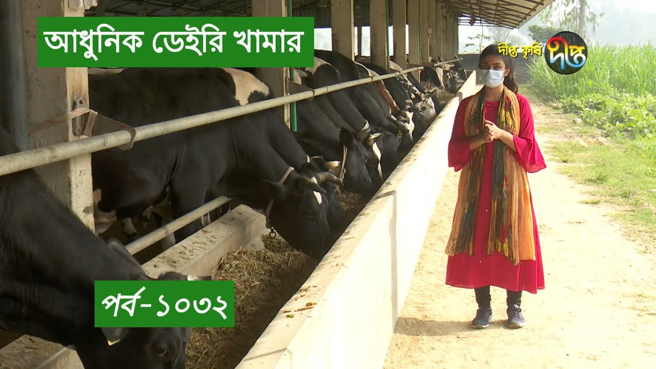 Deepto Krishi/দীপ্ত কৃষি -  আধুনিক ডেইরি খামার | দিনাজপুর | deepto tv | পর্ব-১০৩২