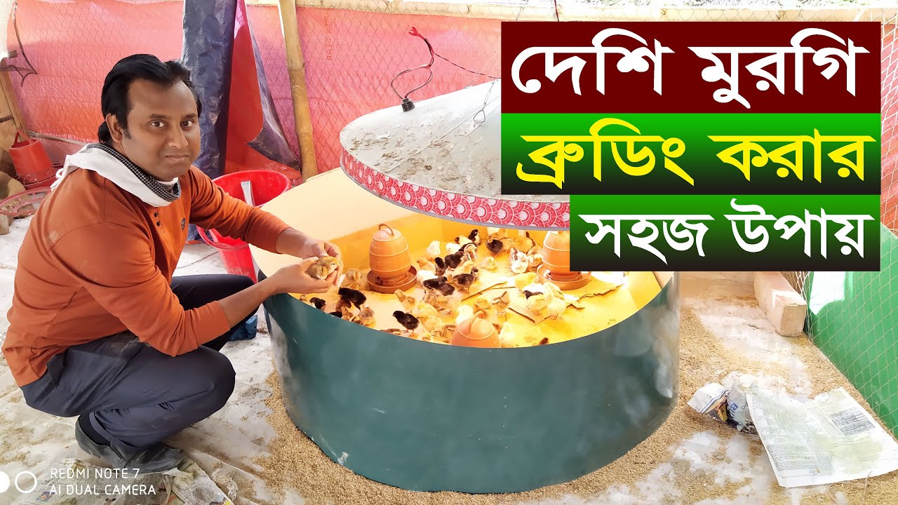 দেশি মুরগি ব্রুডিং করার সহজ উপায় | Desi murgi palan | Desi murgi poultry farm in bangladesh