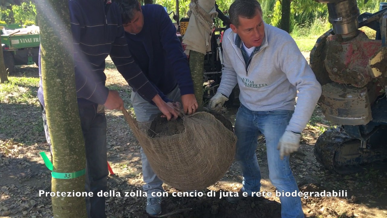 Zollatura di Alberi di Leccio (Quercus ilex) - Vivai Frappetta - Roma