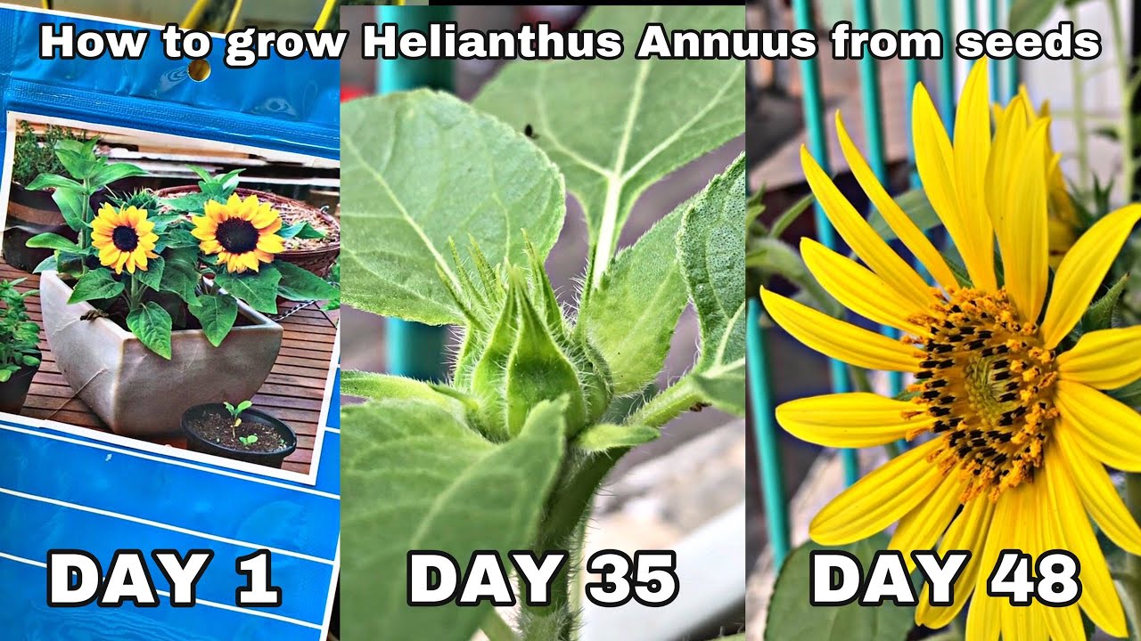 How To Grow Helianthus Annuus From Seed - Grow Sunflower At Home