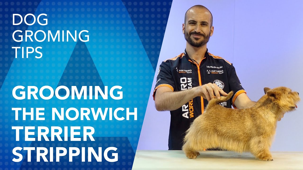 Grooming the Norwich Terrier - Stripping Technique by Luis Martin del Rio