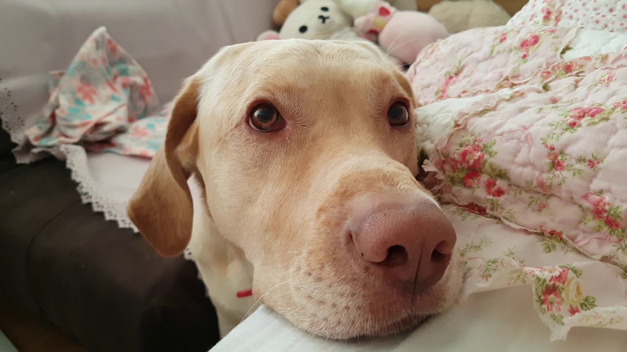 Yellow labrador Dudley