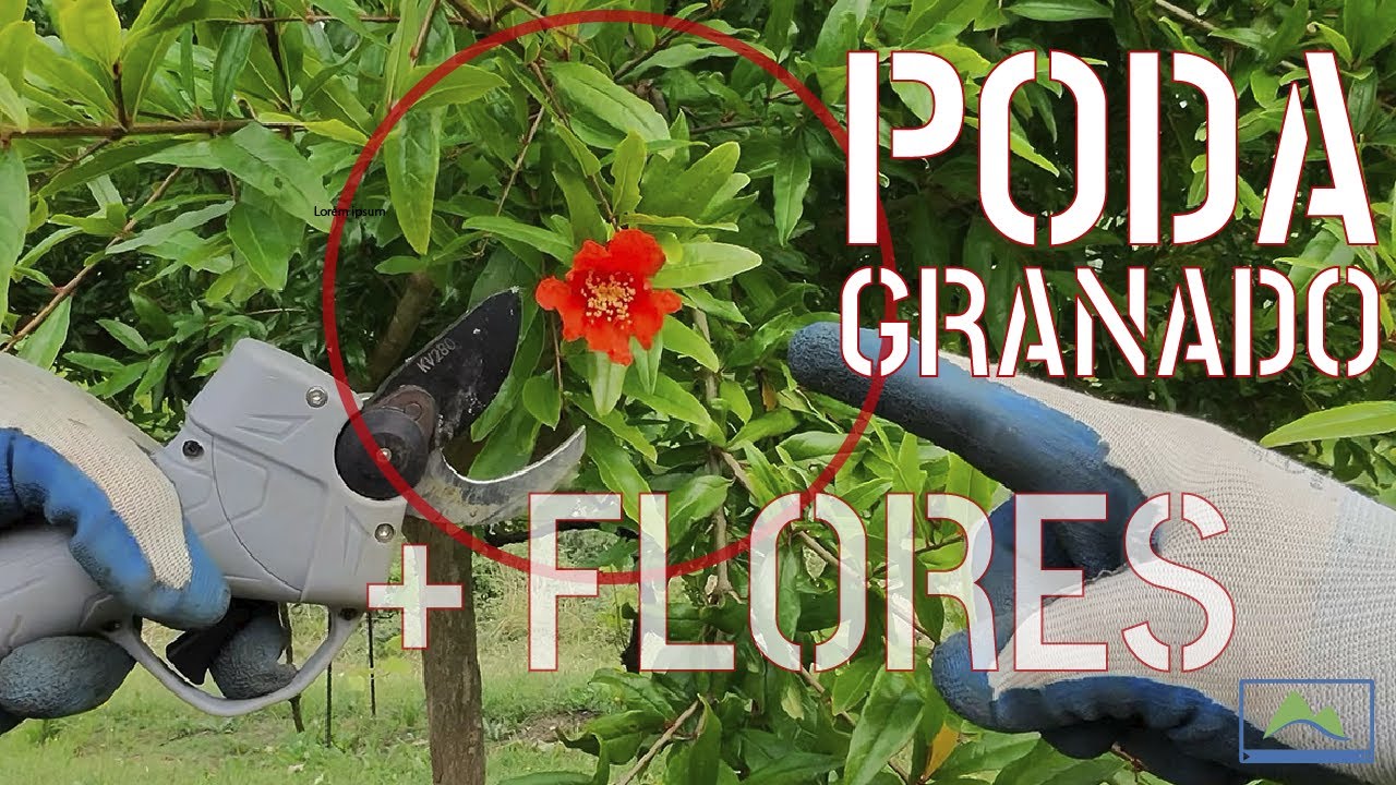 PoV Evolución y PODA en VERDE de mi GRANADO Wonderful #LdN #frutiCULTURA