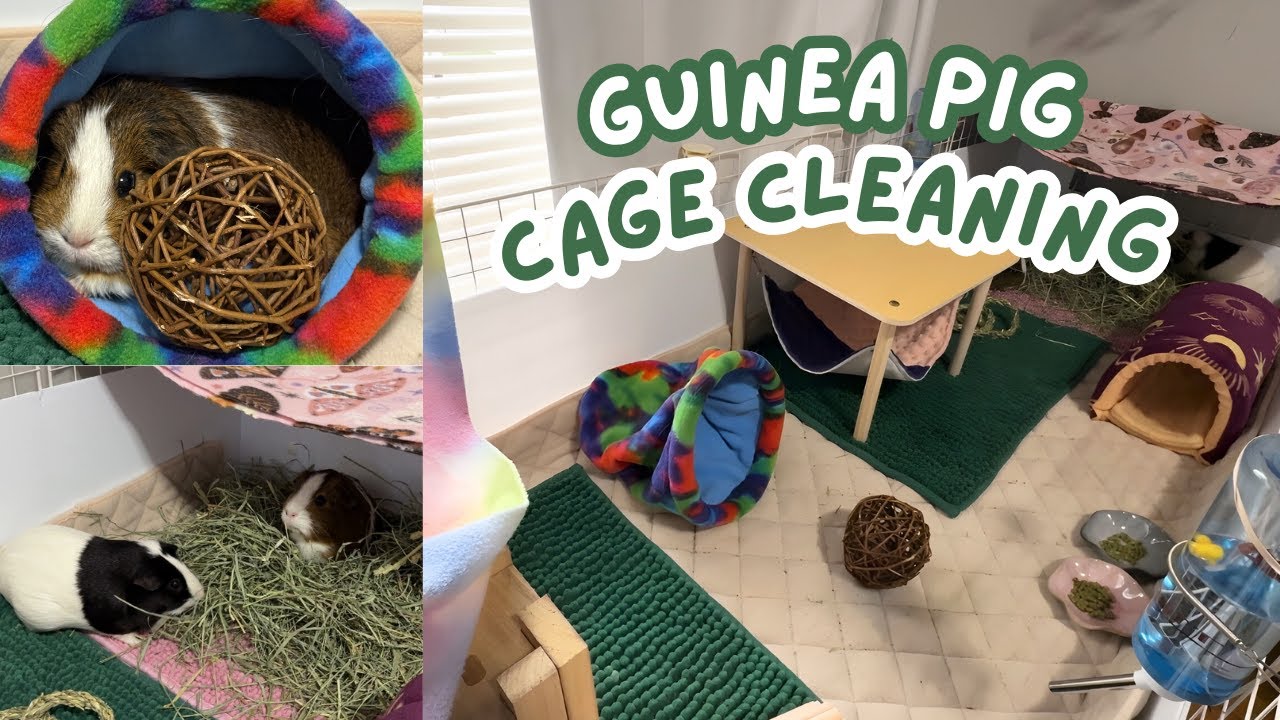 Real-Time Cage Cleaning & Yap 🫧🐹