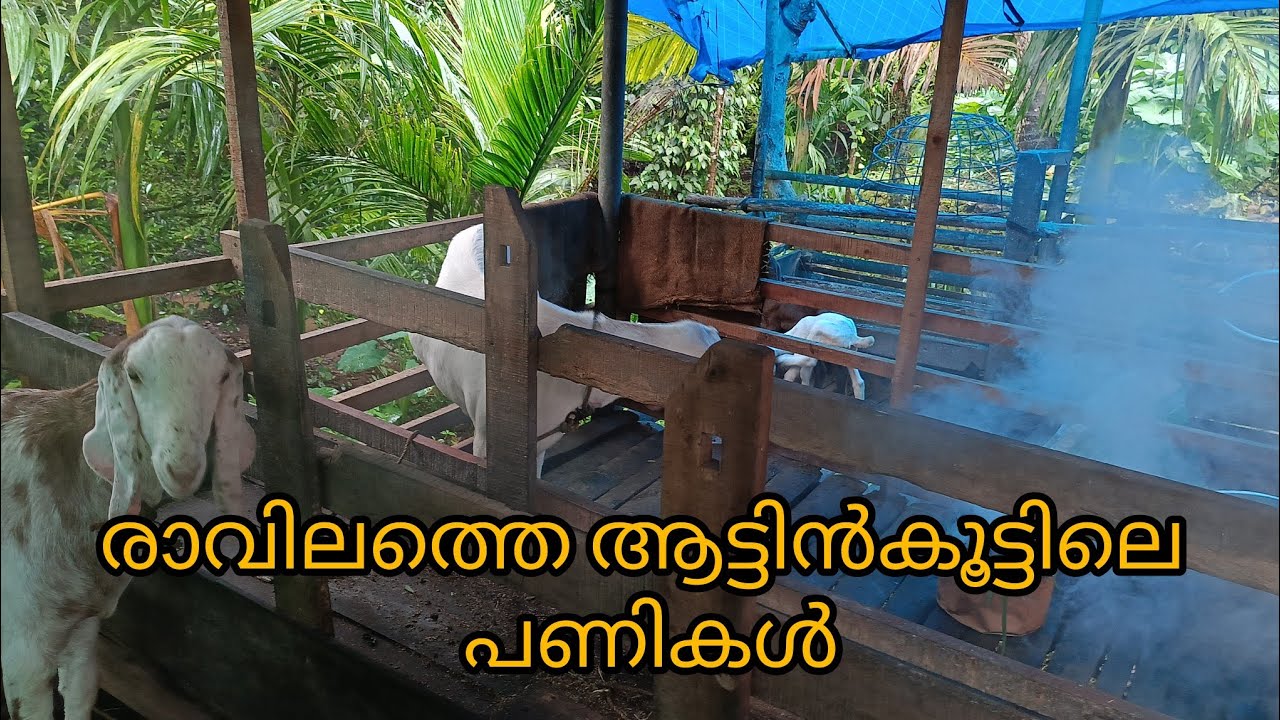 രാവിലത്തെ ആട്ടിൻകൂട്ടിലെ പണികൾ
