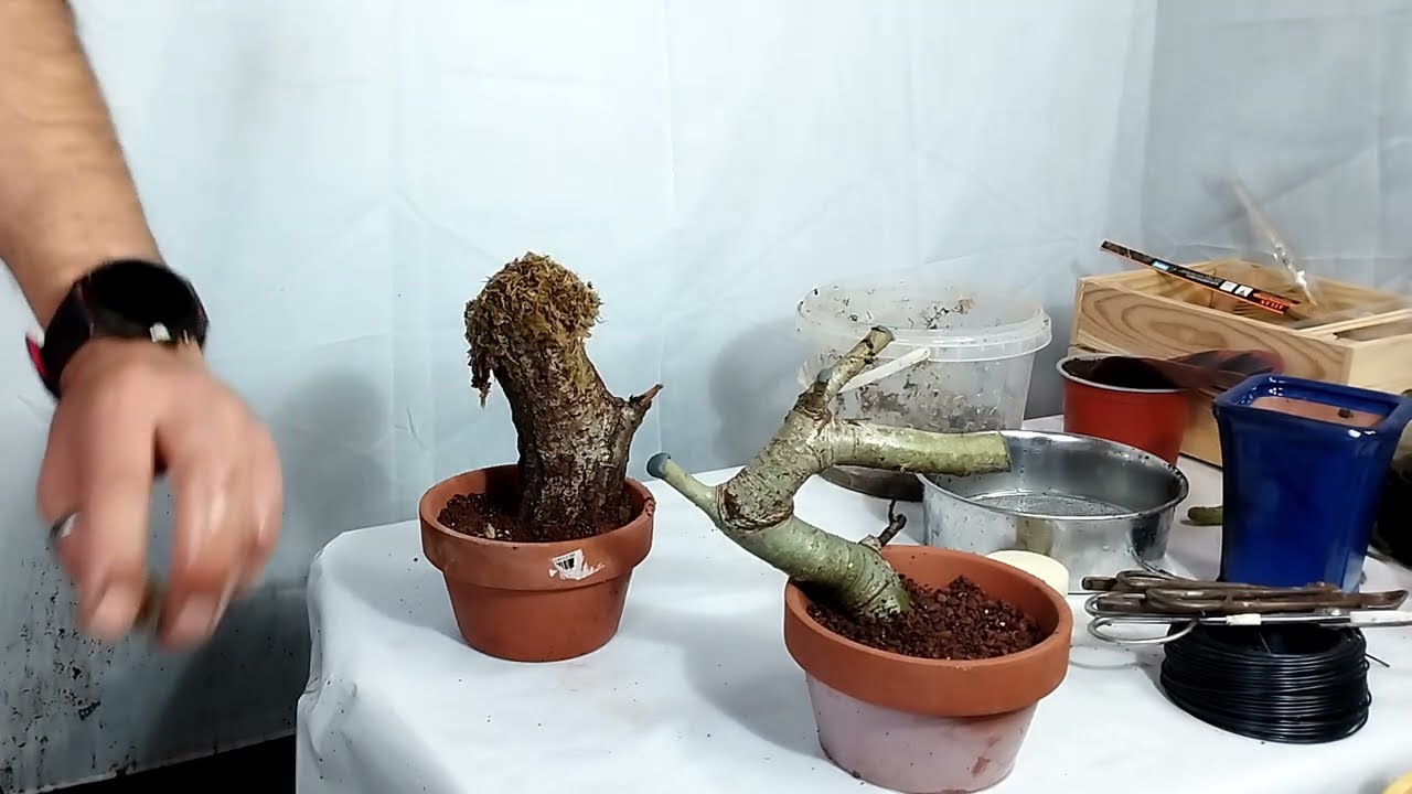 Cómo plantamos estacas de álamo blanco.