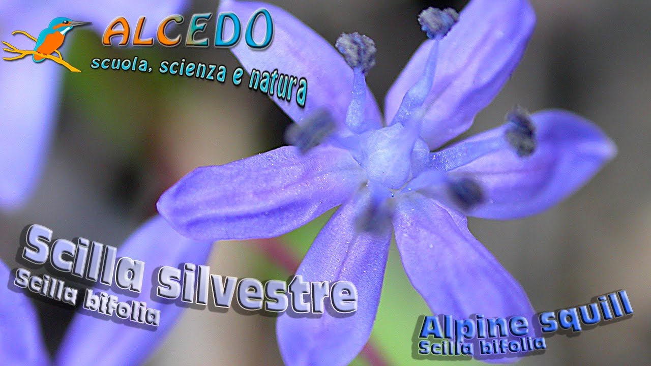 Scilla silvestre - Scilla bifolia