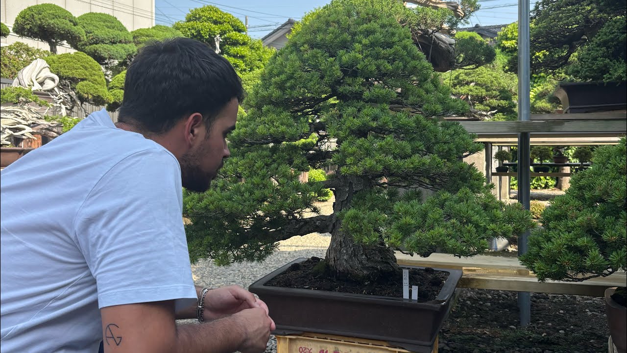 Kimura’s Museum in Japan