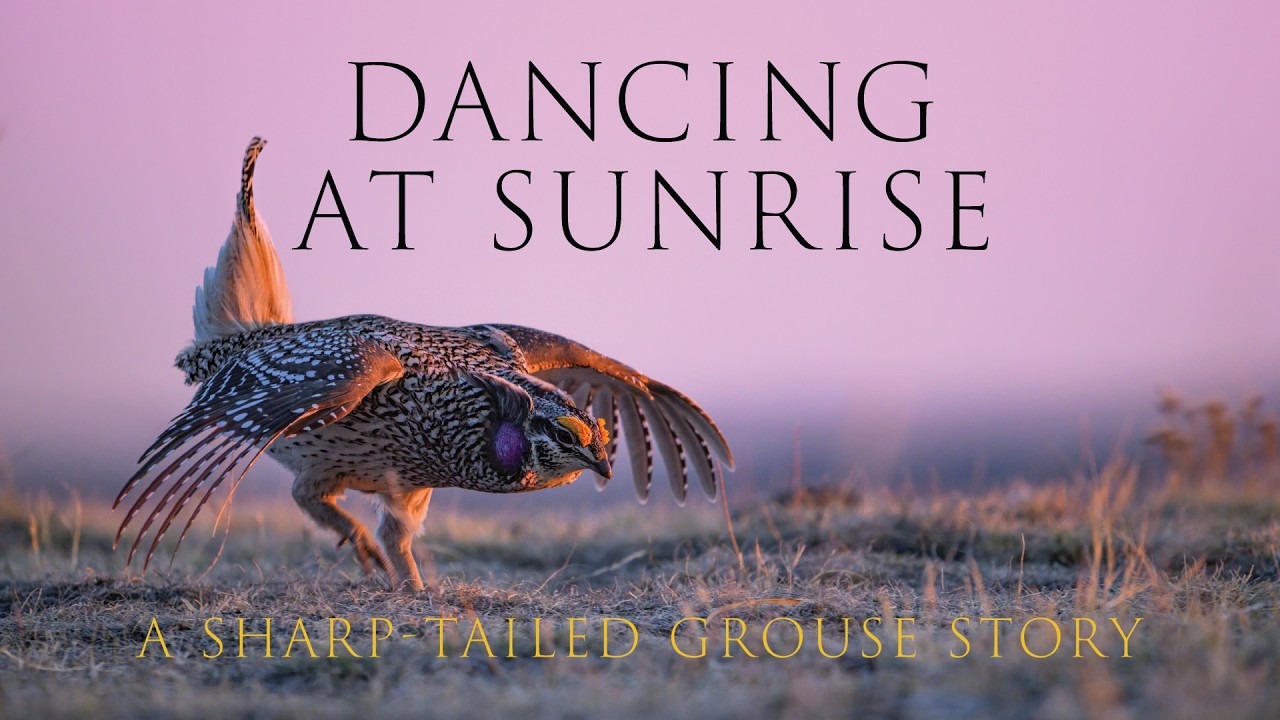 Sharp-tailed Grouse Lekking Documentary - Dancing at Sunrise