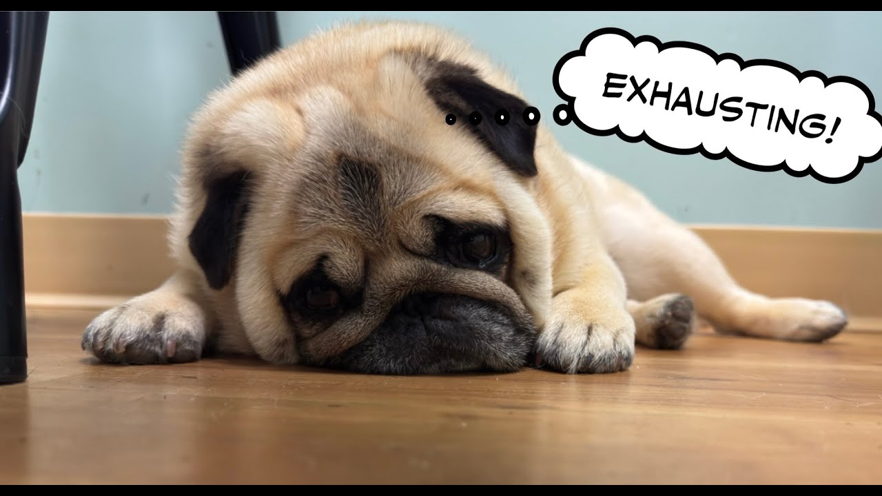 Do Pugs like to go shopping?