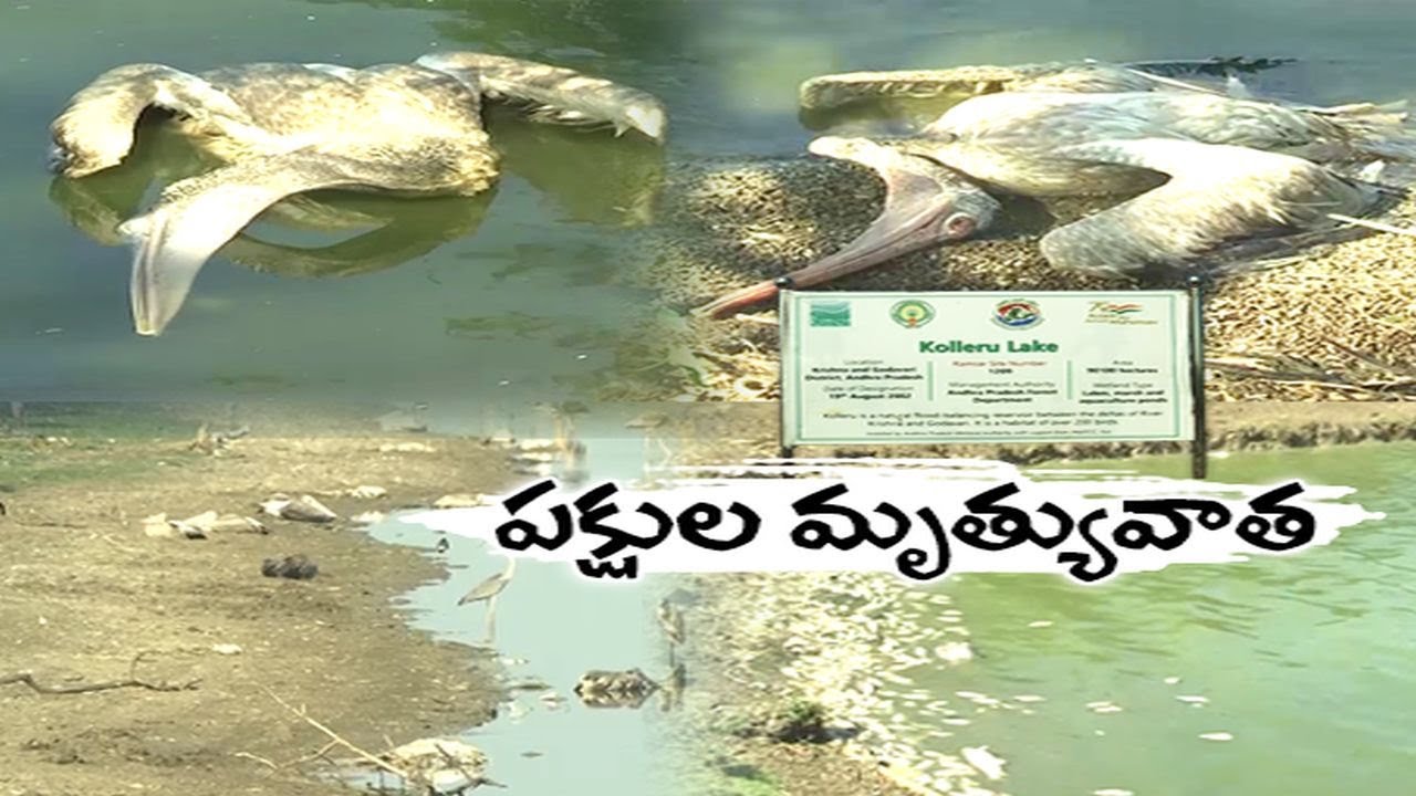 Due to No Water in Kolleru Lake, Hundreds of fish and birds are dying