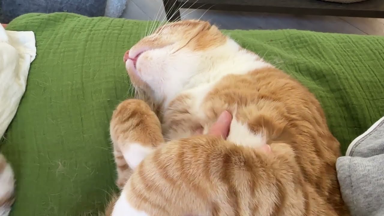 Fox the Cat Demands Belly Rubs